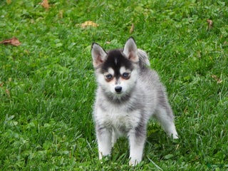Pomsky dogs - Ad 38