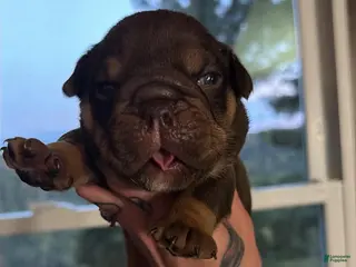 English Bulldog dogs Chocolate male - Ad 5