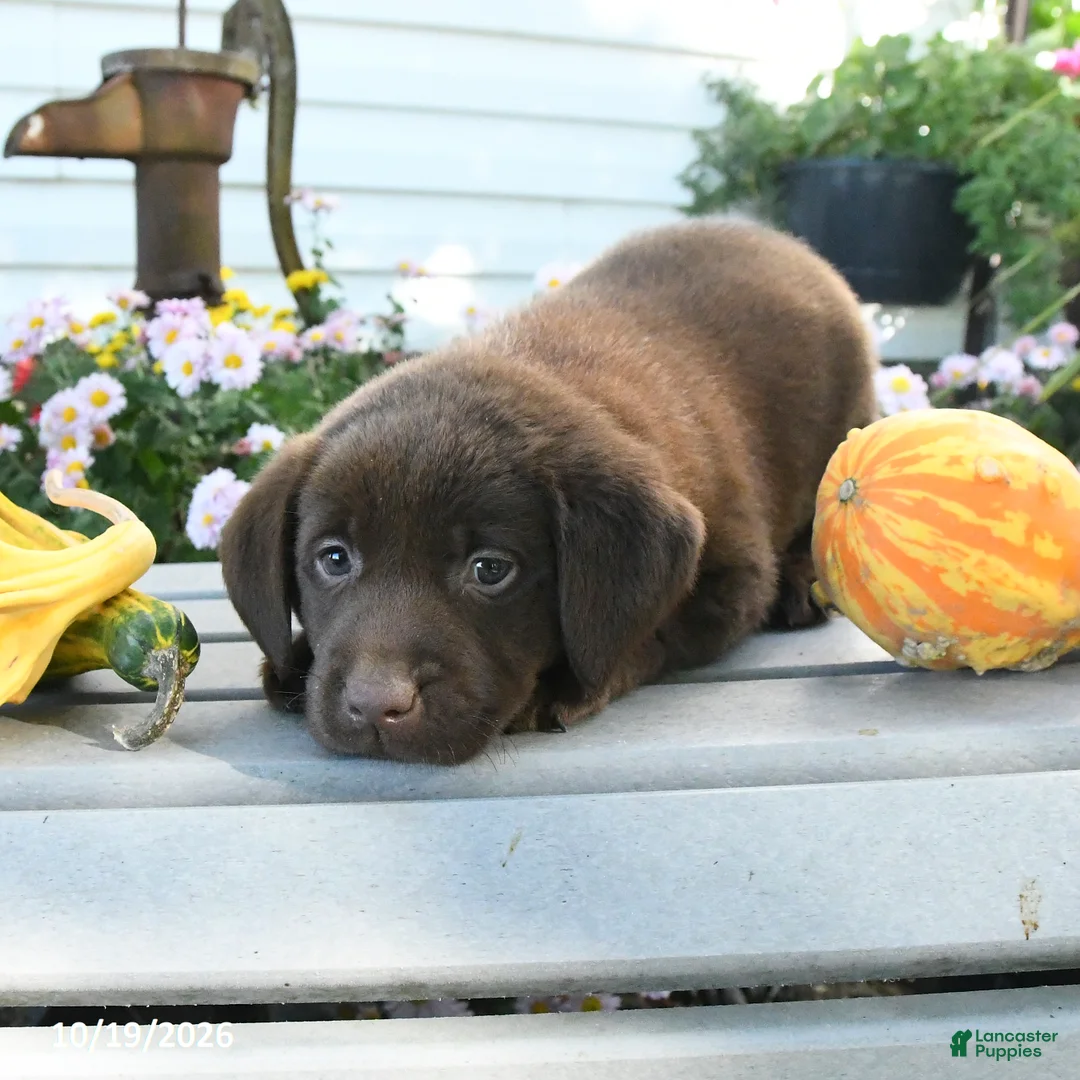 Labrador Retriever dogs for sale: Jett - Ad 2