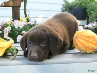 Labrador Retriever dogs Jett - Ad 2