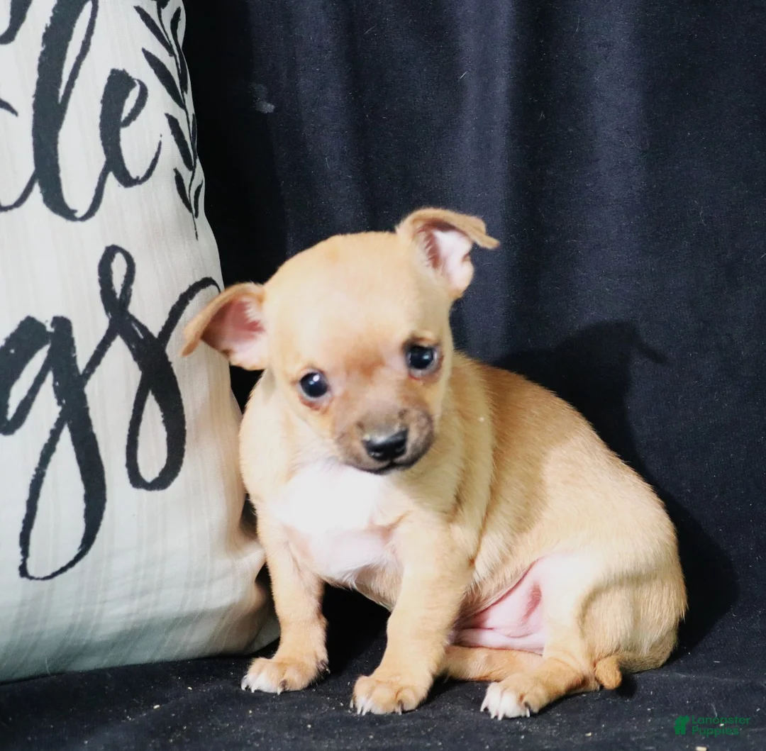 Chihuahua dogs for sale: Eddie - Ad 8