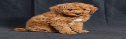 Mini Goldendoodle dogs for sale: Nioami - Ad 5