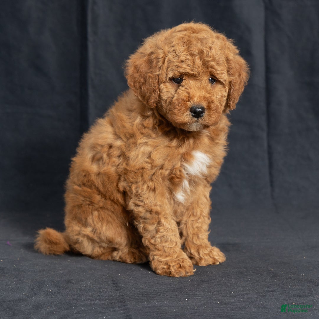 Mini Goldendoodle dogs for sale: Nioami - Ad 5