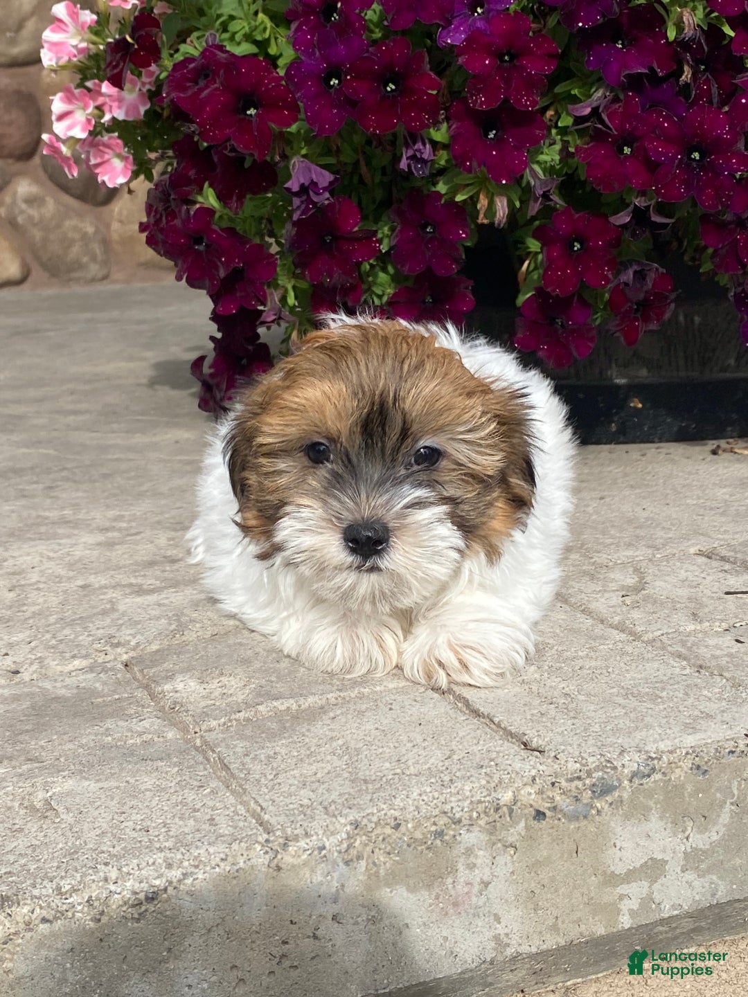 Havanese dogs for sale: Homer - Ad 5