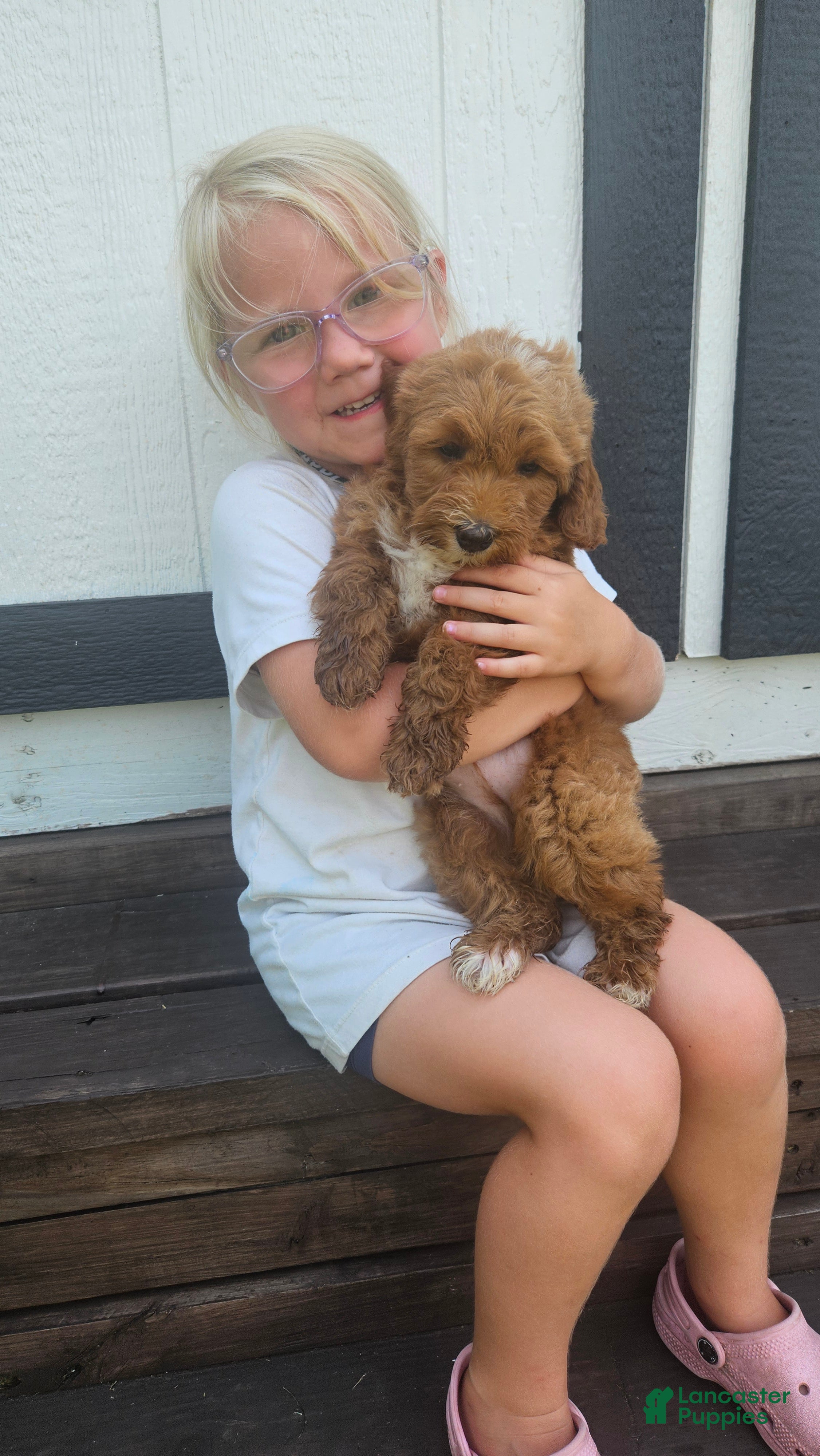 Mini Goldendoodle dogs Tucker - Ad 1
