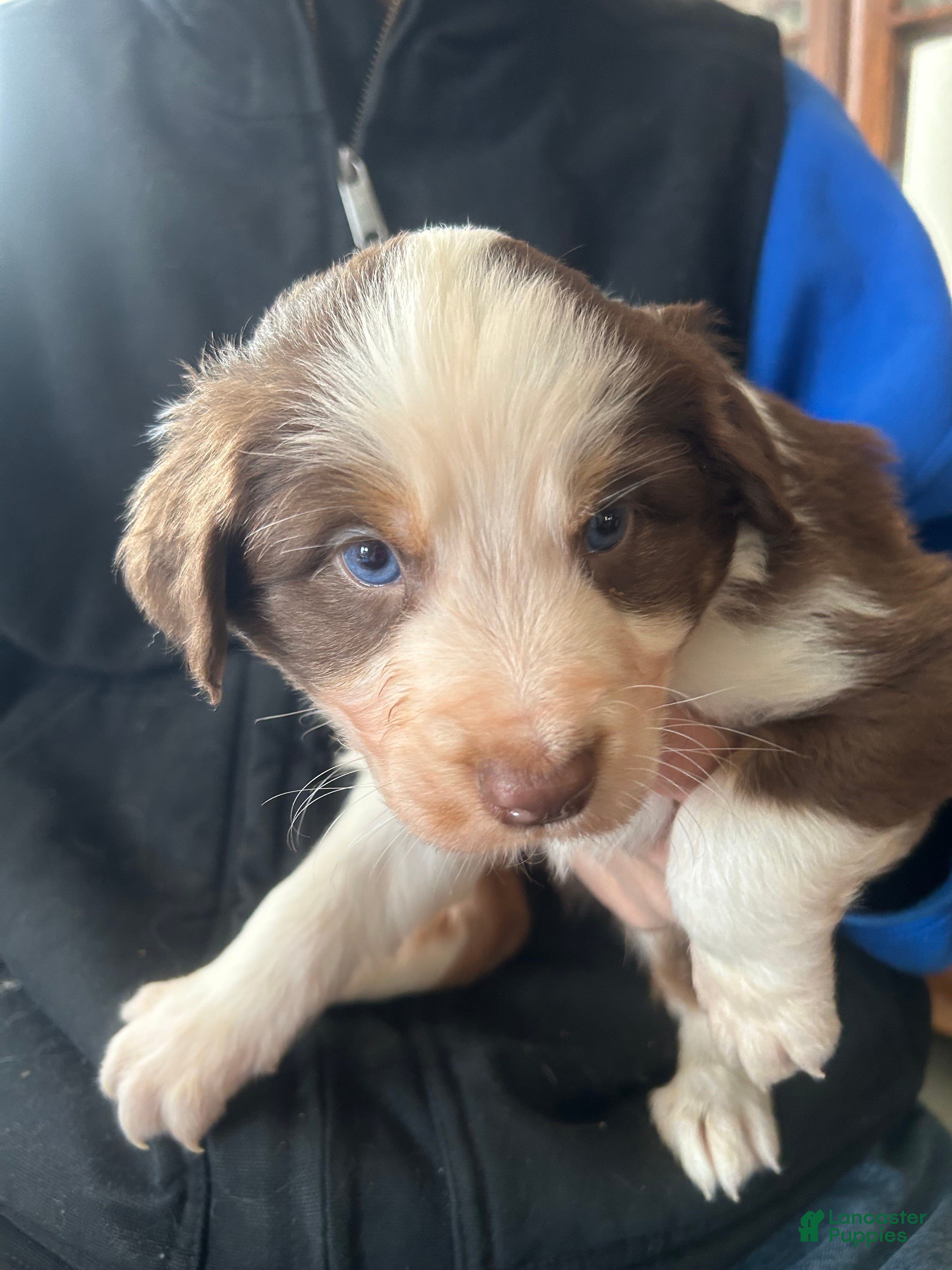 Australian Shepherd dogs Danny Boone - Ad 26