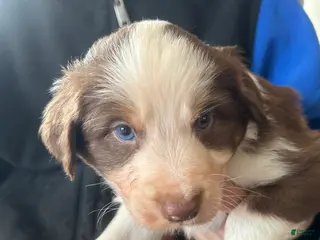 Australian Shepherd dogs Danny Boone - Ad 26