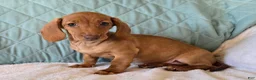 Miniature Dachshund dogs for sale: Faline - Ad 4