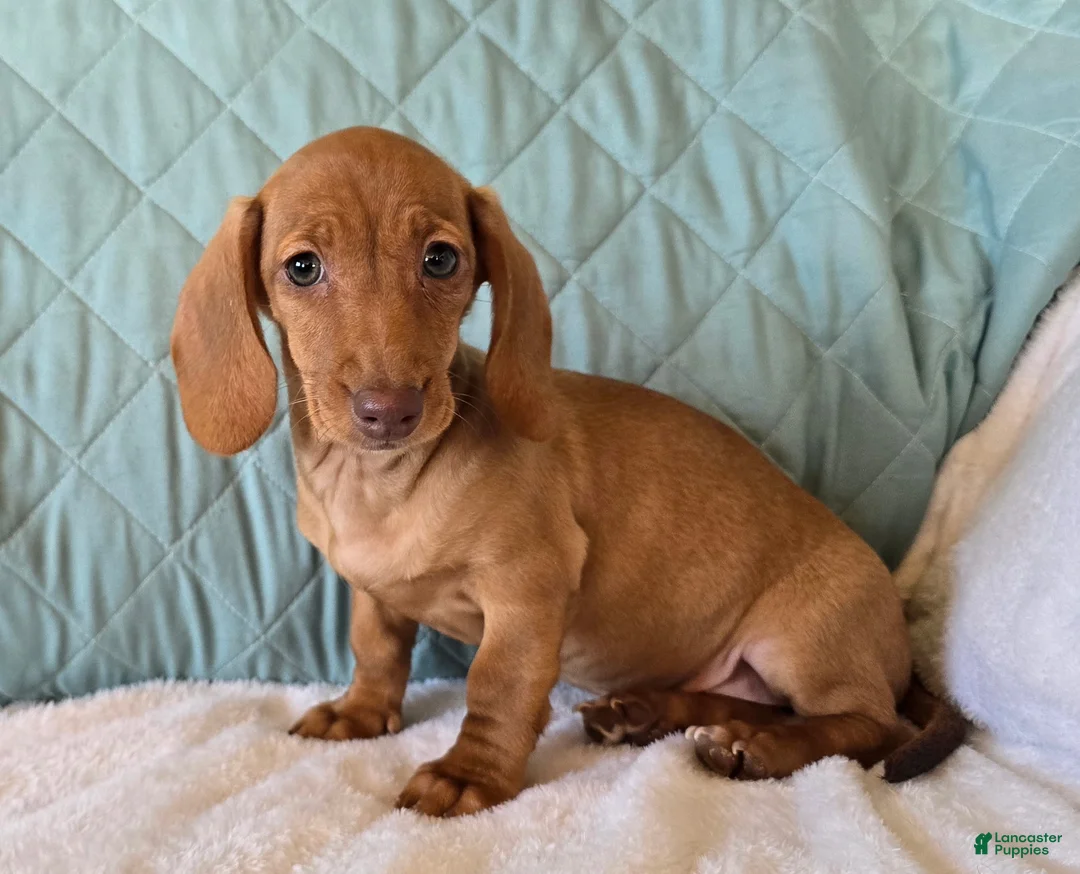 Miniature Dachshund dogs for sale: Faline - Ad 4