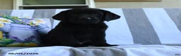 Labrador Retriever dogs for sale: Charlotte - Ad 3