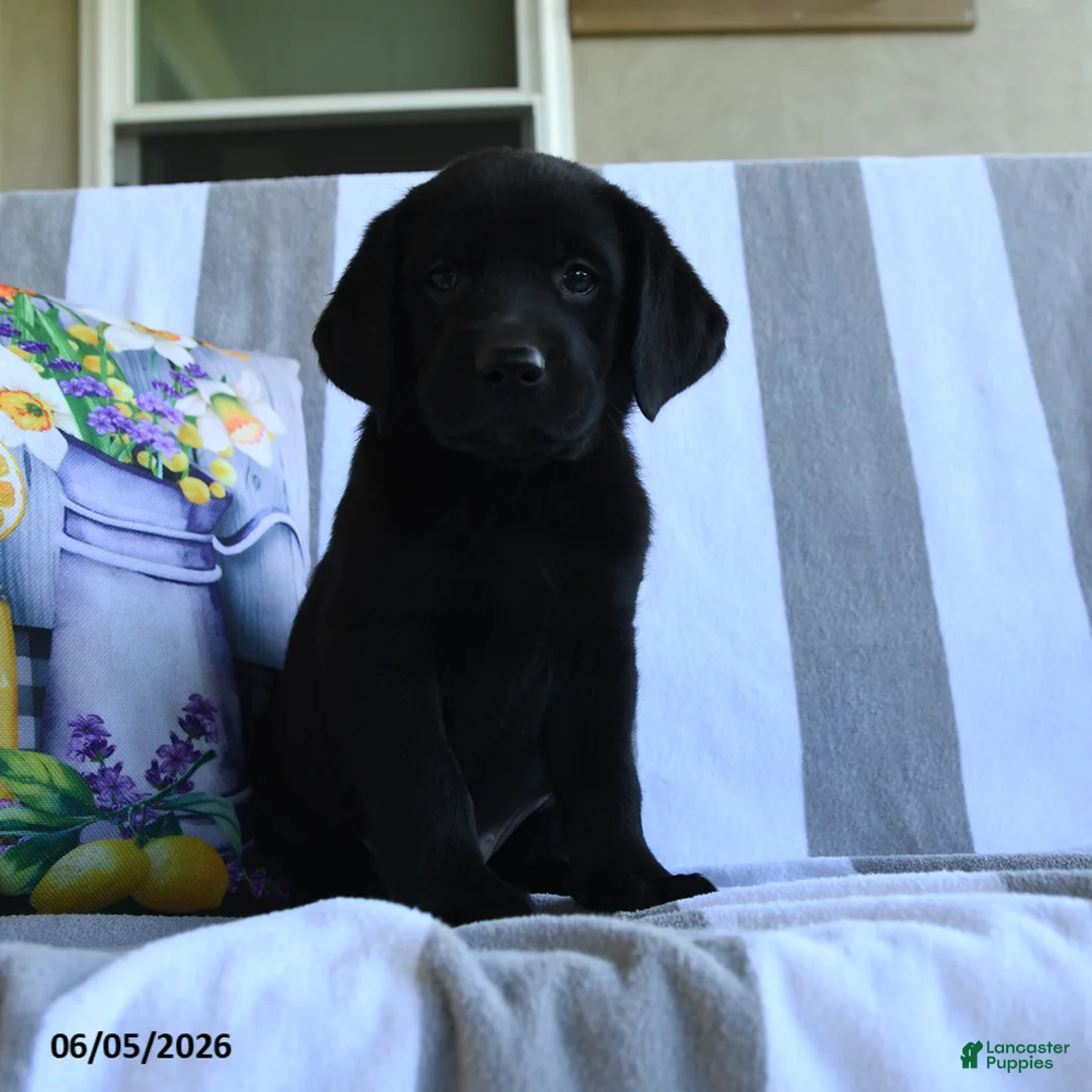 Labrador Retriever dogs for sale: Charlotte - Ad 3