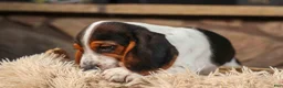 Beagle dogs for sale:  Dustin🐶 - Ad 3