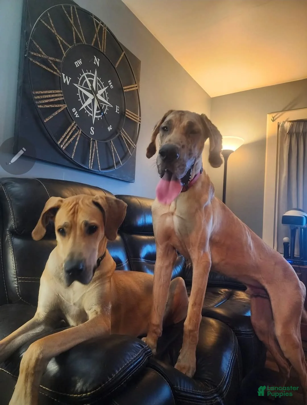 Great Dane dogs for sale: Great Dane 1 - Ad 2
