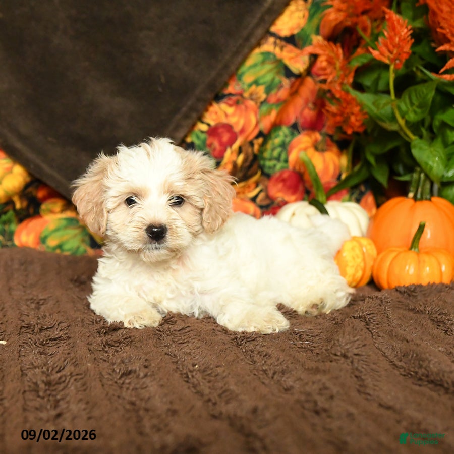Maltipoo dogs Beula  - Ad 2
