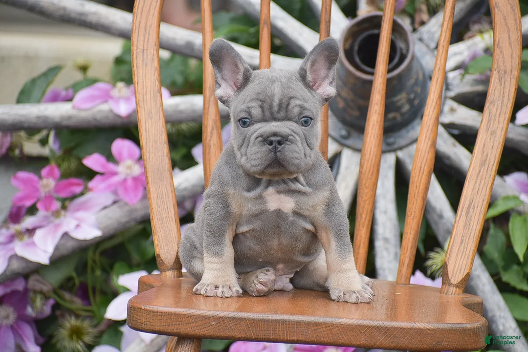 French Bulldog dogs for sale: Zayne - Ad 1