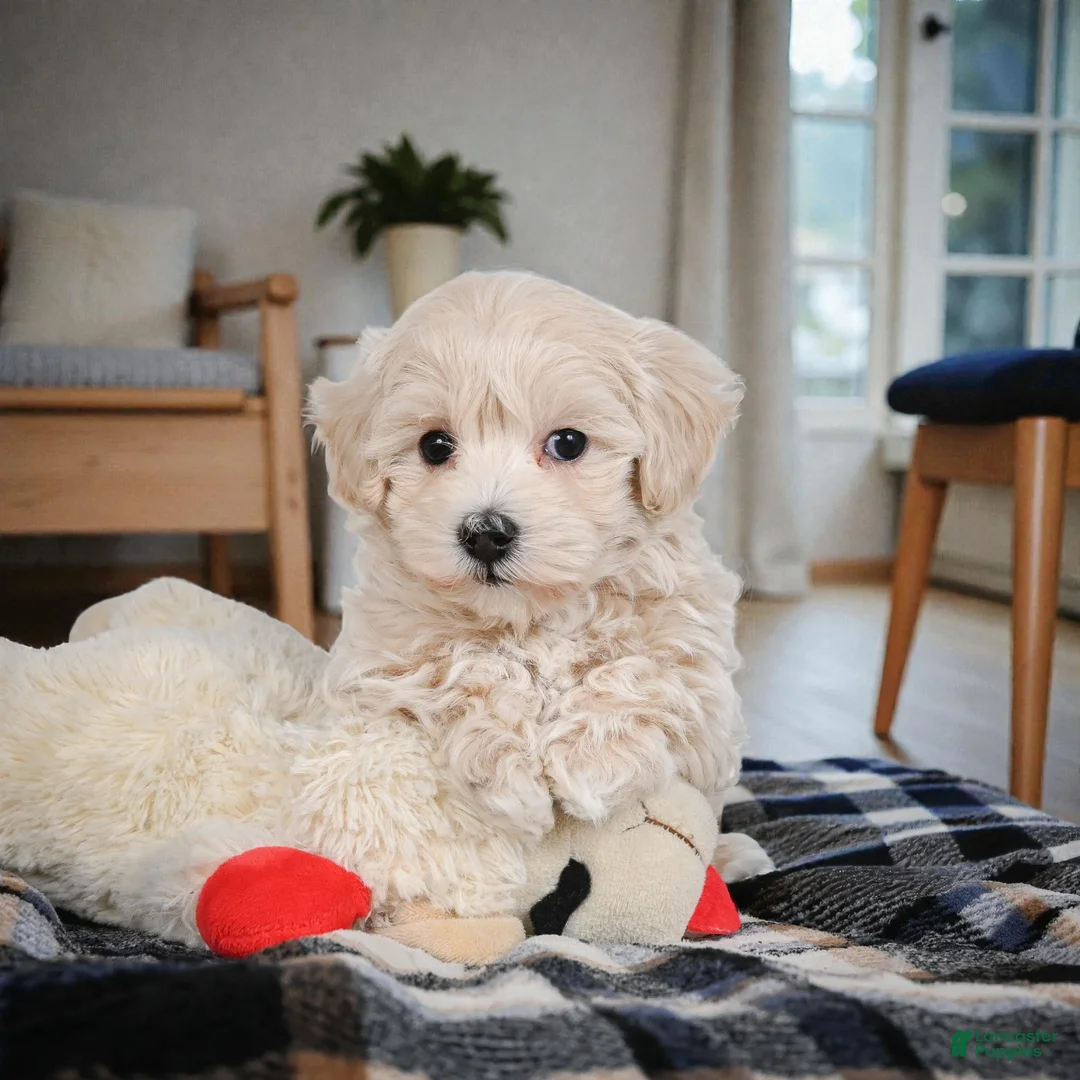 Maltipoo dogs for sale: rocky - Ad 8