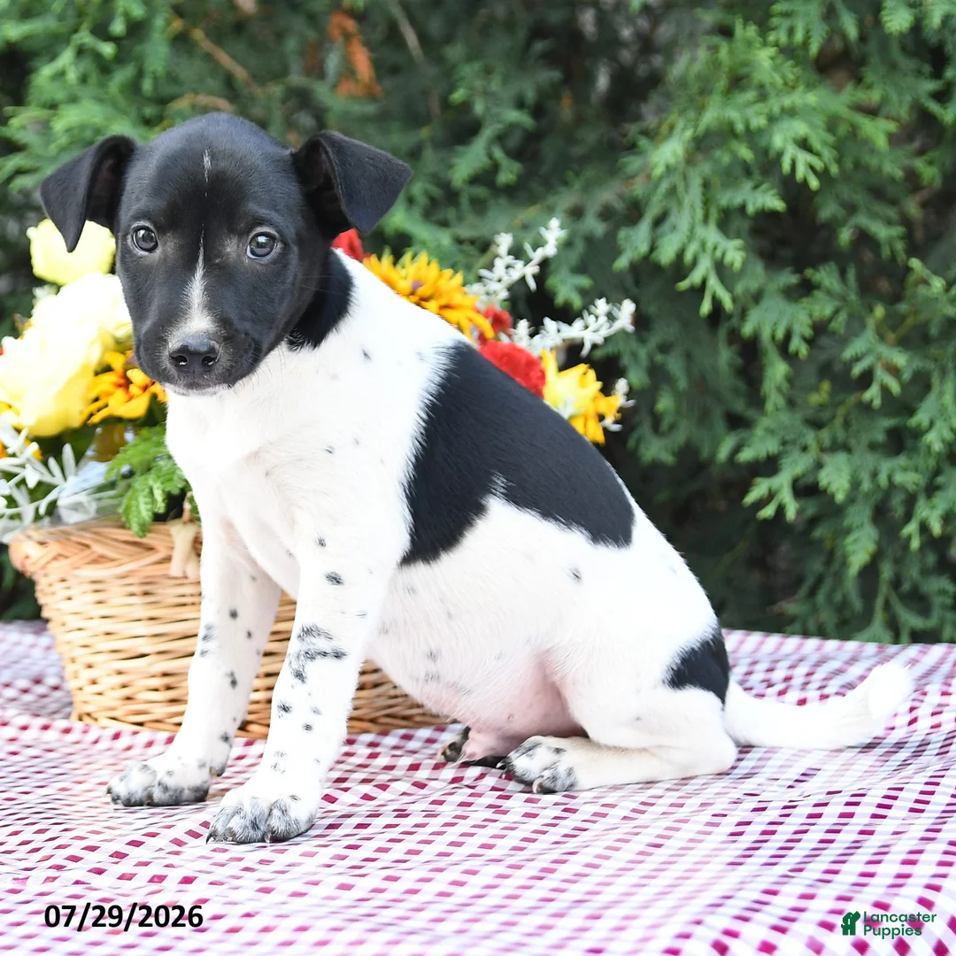 Mixed Breed dogs for sale: Casper - Ad 3