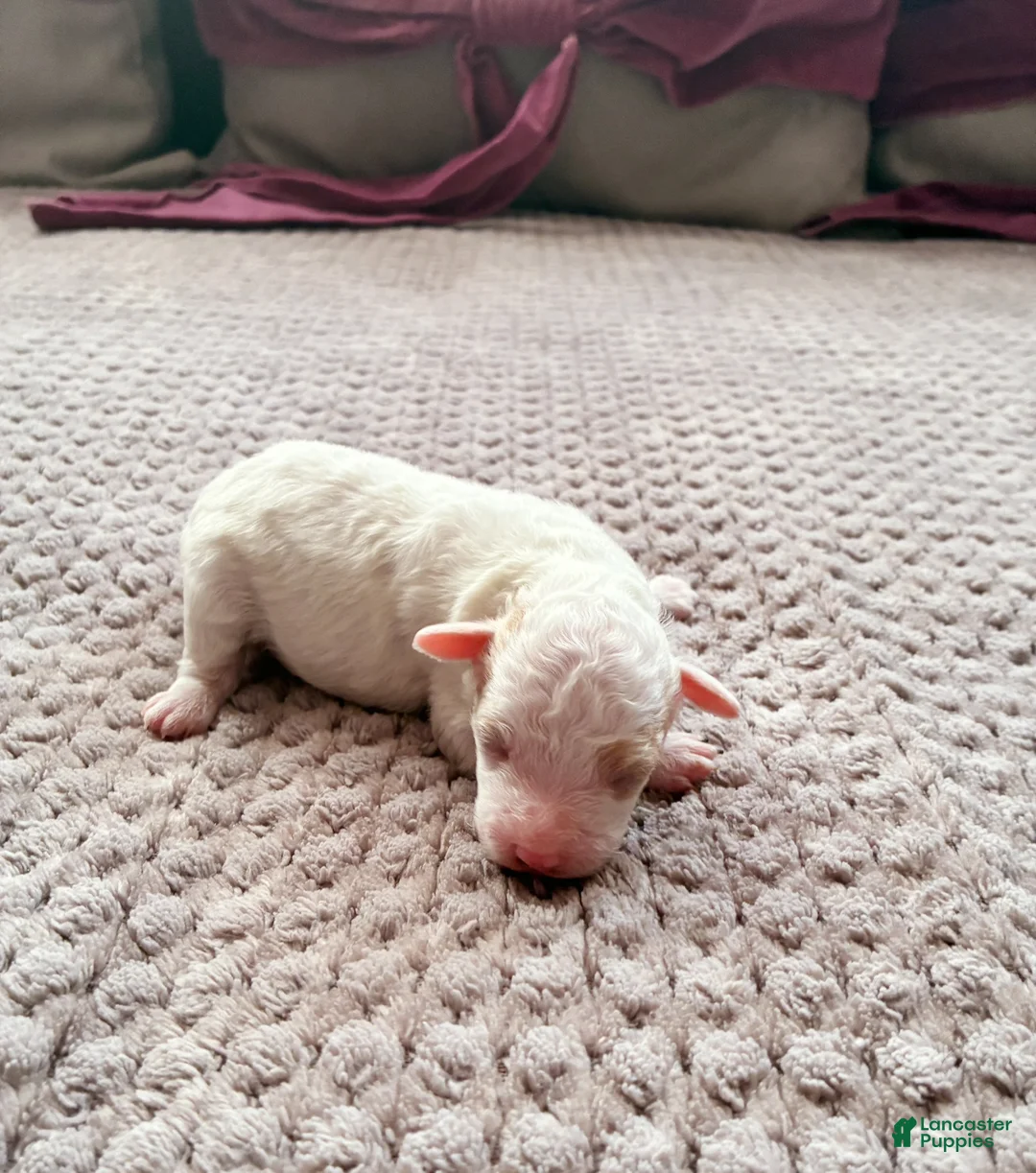 Toy Poodle dogs for sale: HETEPHERES TUT - Ad 1