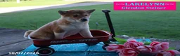 Shiba Inu dogs for sale: Lakelynn - Ad 2