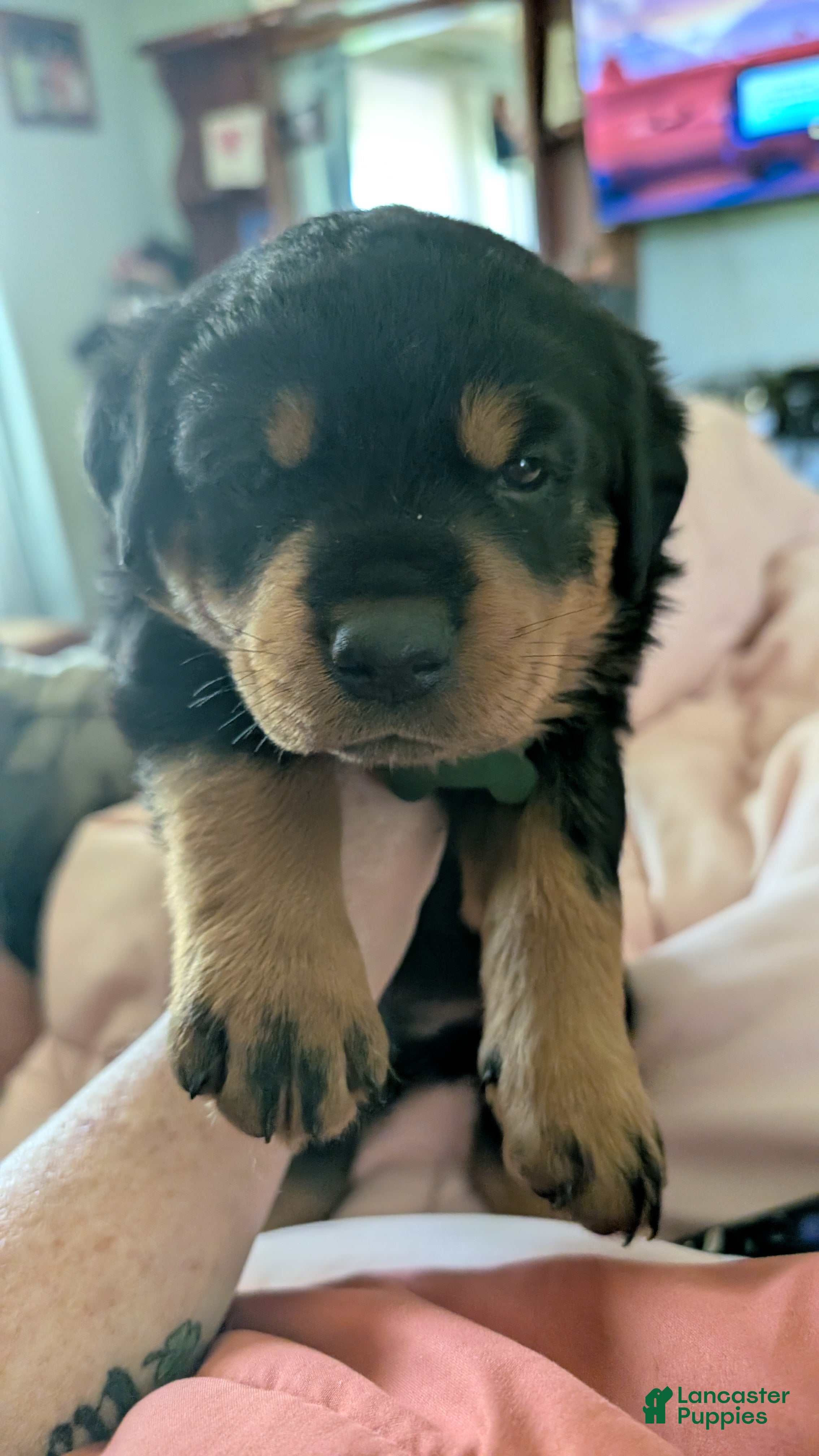 Rottweiler dogs Rottweiler Puppy 3 - Ad 1