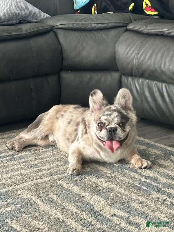 French Bulldog dogs Gizmo - Ad 28