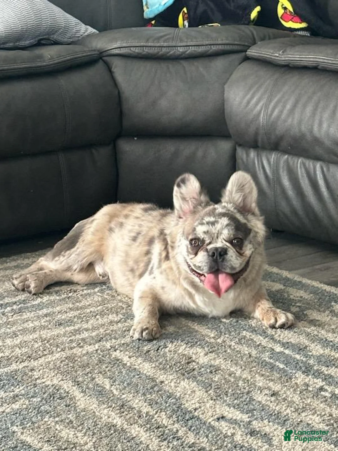 French Bulldog dogs for sale: Gizmo - Ad 1