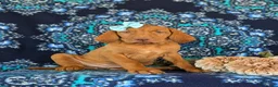 Vizsla dogs for sale: Allison - Ad 3
