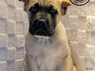 Cane Corso dogs Dark Green - Ad 14