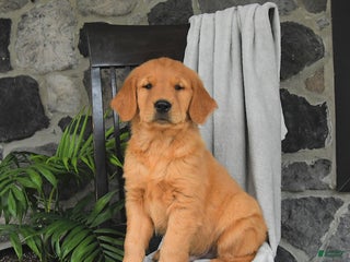 Golden Retriever dogs - Ad 35