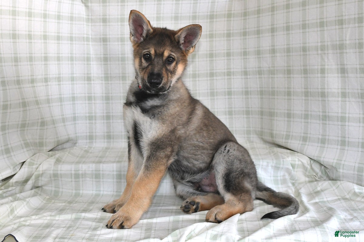 German Shepherd dogs Mason - Ad 23