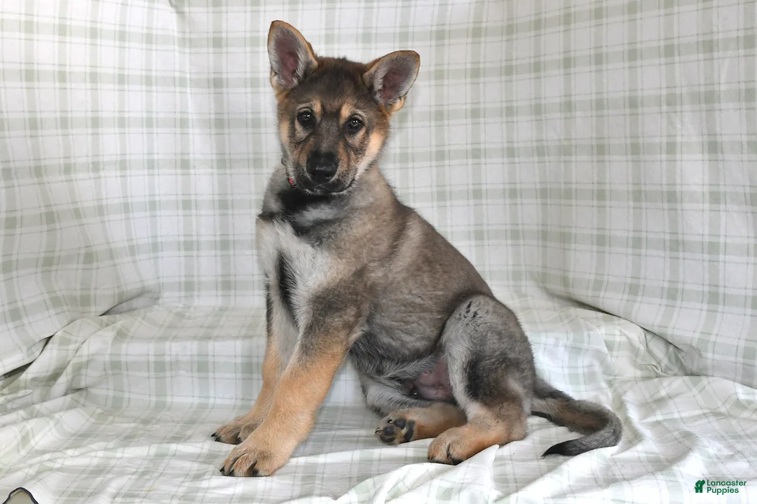 German Shepherd dogs for sale: Mason - Ad 1