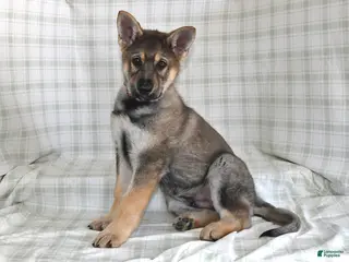 German Shepherd dogs Mason - Ad 23