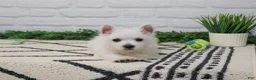 West Highland Terrier dogs for sale: Oscar  - Ad 3
