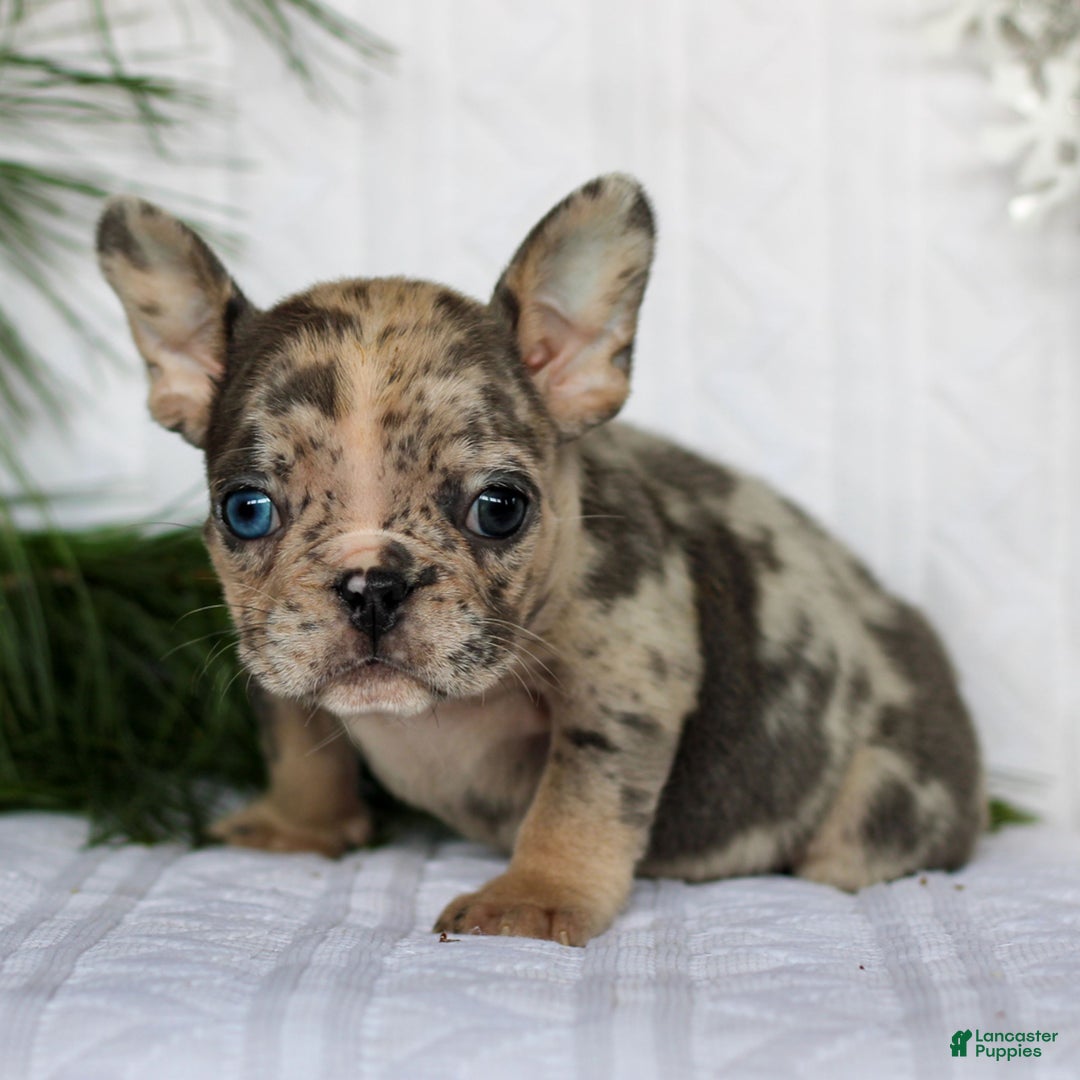 French Bulldog dogs for sale: Poppy  - Ad 2
