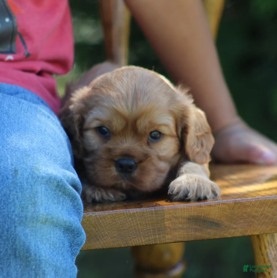 Cavalier King Charles Spaniel dogs for sale: Valerie - Ad 2