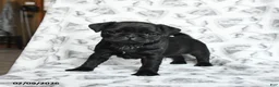 Pug dogs for sale: Raven - Ad 3