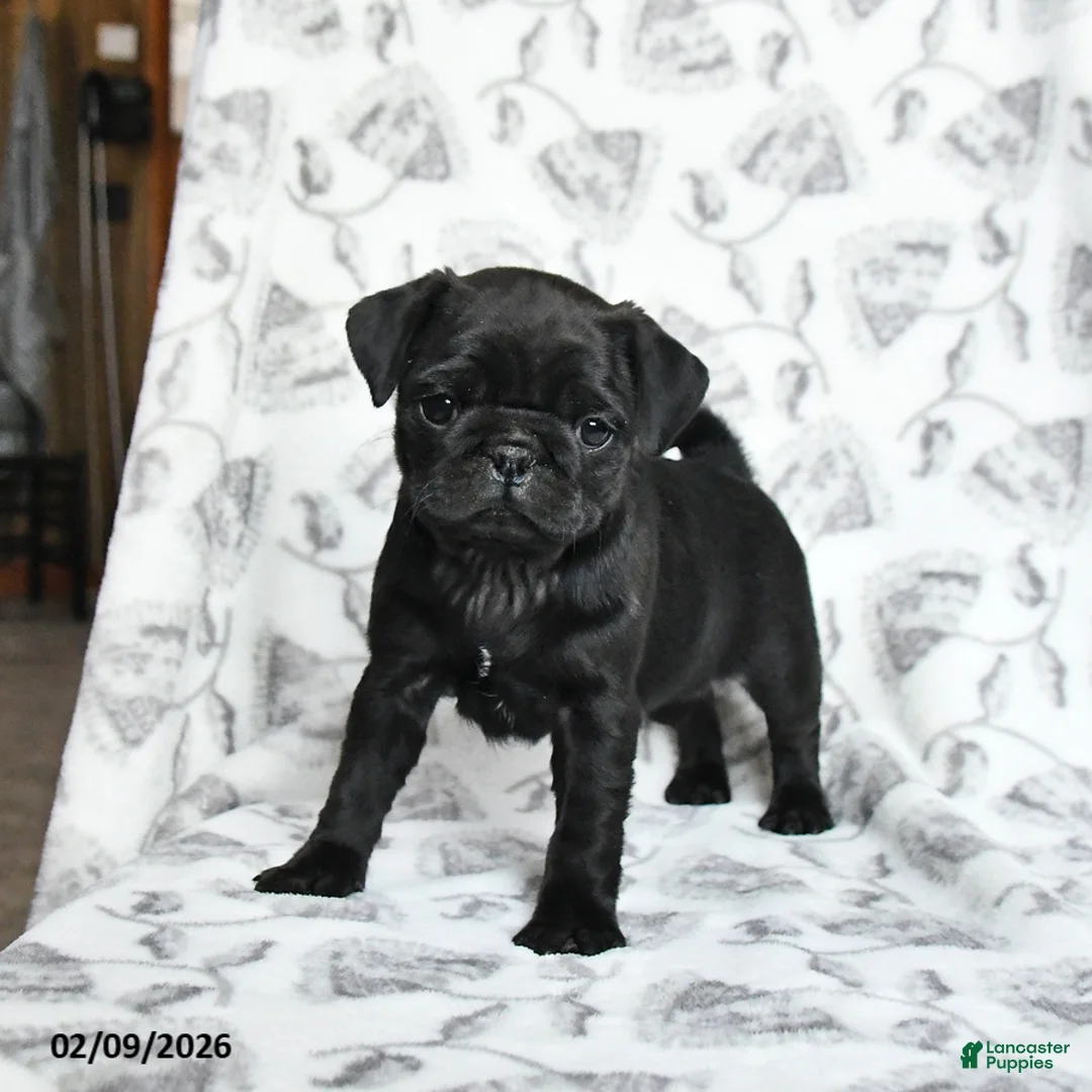 Pug dogs for sale: Raven - Ad 3