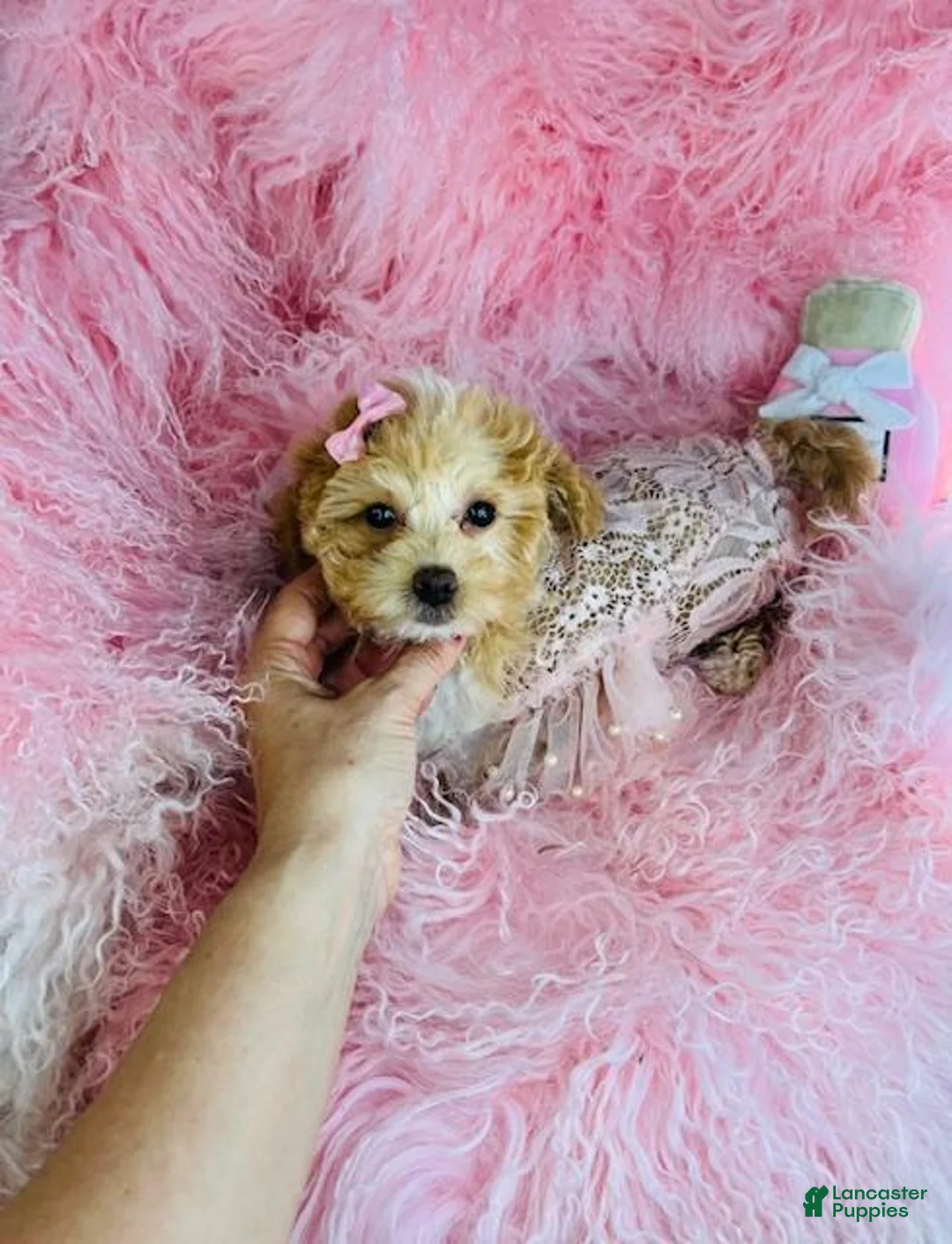 Miniature Poodle dogs for sale: Miniature Poodle Puppy 1 - Ad 2