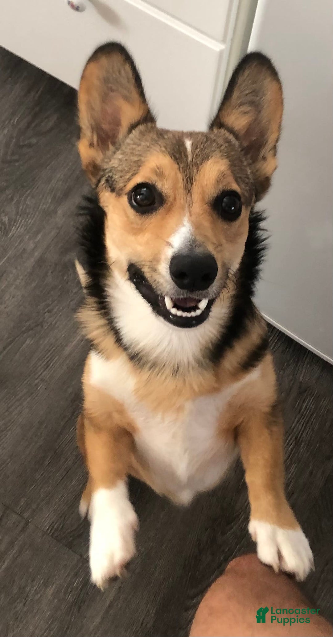 Gallery Image {{count}}