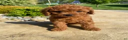 Cavapoo dogs for sale: Hazel - Ad 4