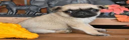 Pug dogs for sale: Barkley - Ad 3
