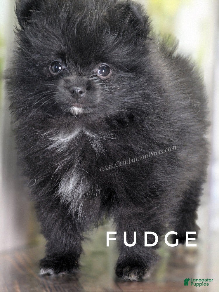Pomeranian dogs for sale: Fudge - Adventerous Love Bug! - Black Boy - Ad 2