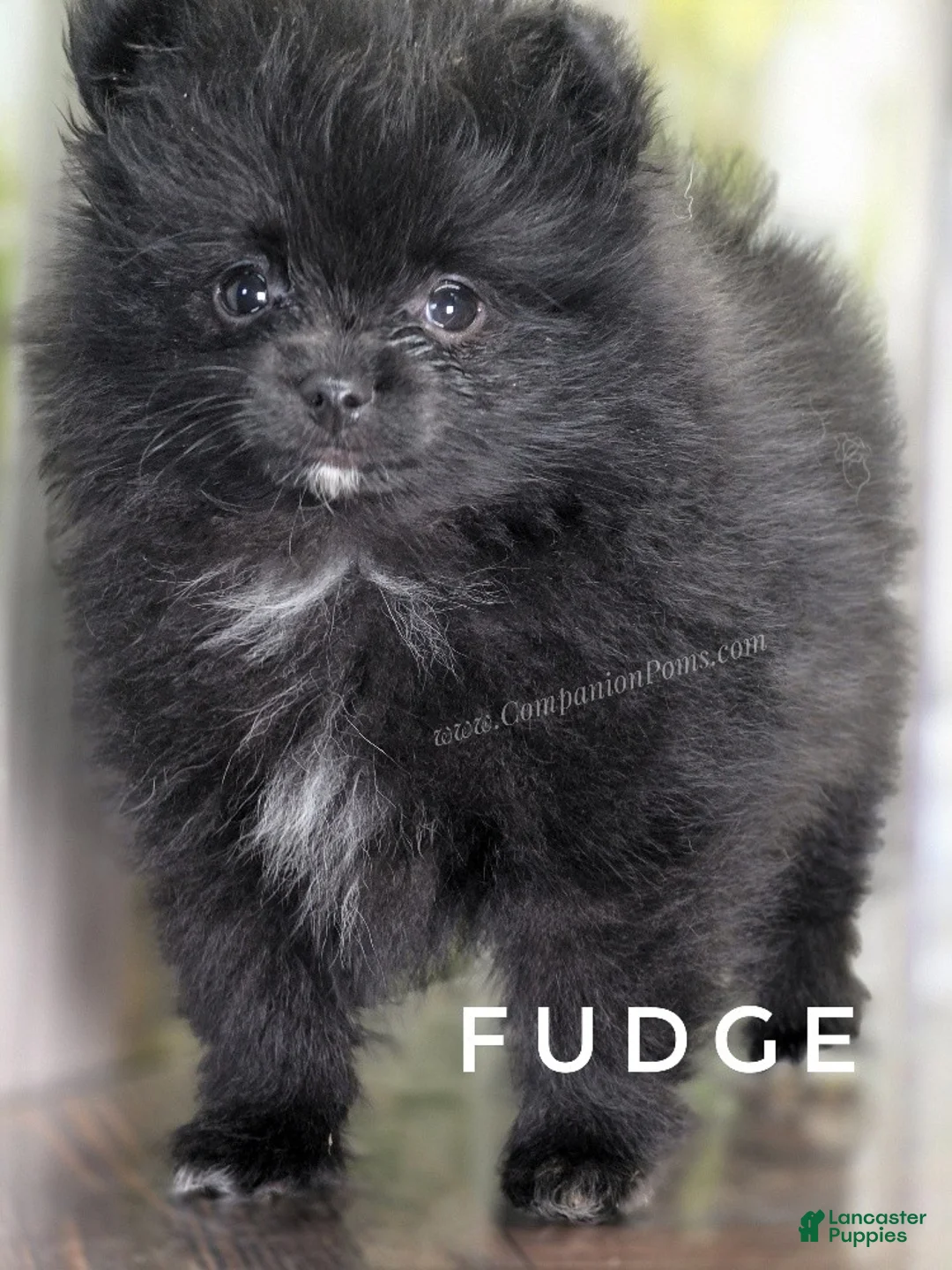 Pomeranian dogs for sale: Fudge - Adventerous Love Bug! - Black Boy - Ad 1