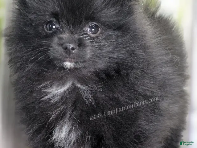 Pomeranian dogs for sale: Fudge - Adventerous Love Bug! - Black Boy - Ad 1
