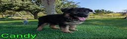 German Shepherd dogs for sale: Candy - Ad 2