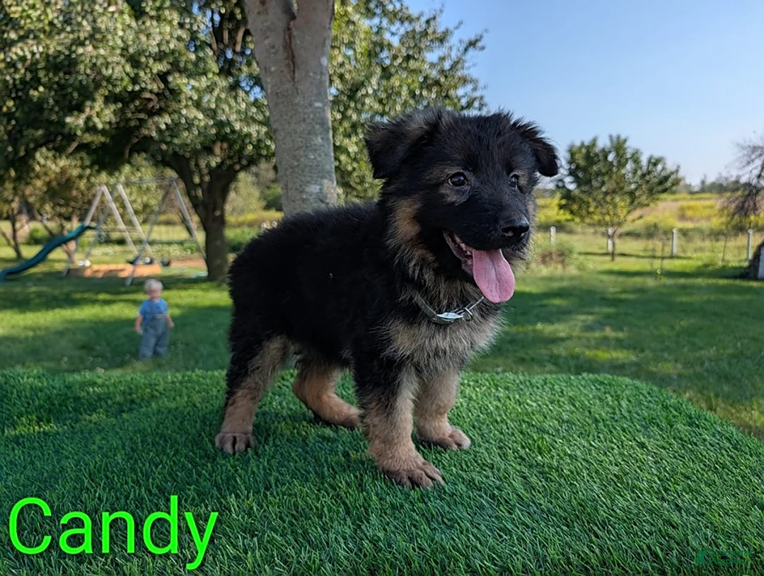 German Shepherd dogs for sale: Candy - Ad 2