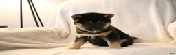 Shiba Inu dogs for sale: Shadow - Ad 11