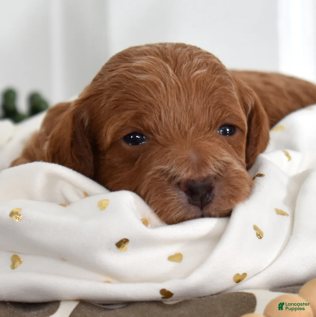 Toy Poodle dogs for sale: Patrick  - Ad 1