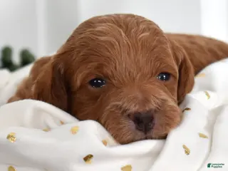 Toy Poodle dogs Patrick - Ad 13