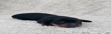 AKC Longhair Black & Tan Mini Dachshund Girl